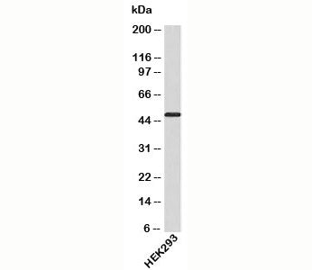 ATG4B Antibody