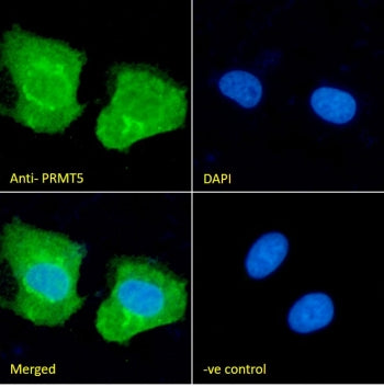 IF/ICC staining of fixed and permeabilized human U-2 OS cells with PRMT5 antibody (green) at 10ug/ml