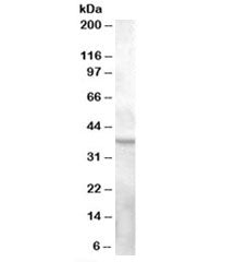 GPR119 Antibody