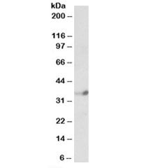 NeuroD4 Antibody