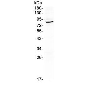 HOOK2 Antibody