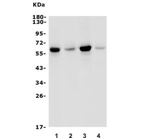 GRB7 Antibody