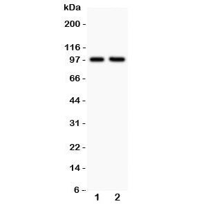 LFA-1 Antibody / CD18