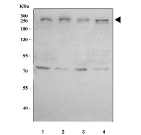 MED12 Antibody