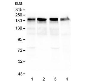 Western blot testing of 1) mouse lung, 2) rat heart, 3) rat lung and 4) human HeLa lysate with Lamin
