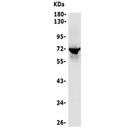 P2RX7 Antibody