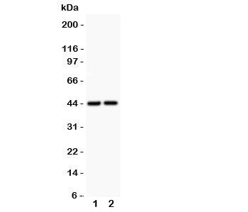 RUNX3 Antibody