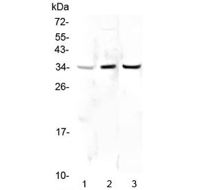 PPCS Antibody / Phosphopantothenoylcysteine synthetase