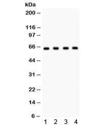 Western blot testing of 1) rat brain, 2) mouse brain, 3) human HeLa and 4) U87 lysate with FE65 anti