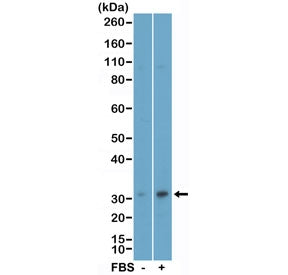 Phospho-EIF4E Antibody (pSer209)