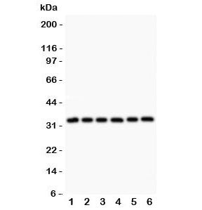 MyD88 Antibody