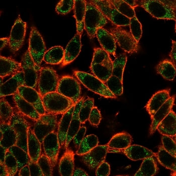 SMAD3 Antibody