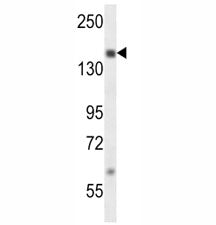 SRC-1 antibody western blot analysis in MDA-MB231 lysate.