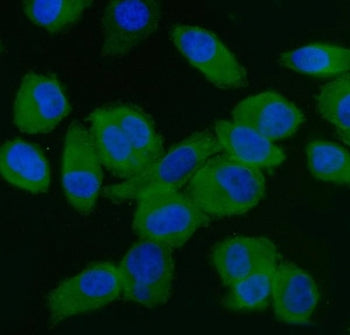 EIF5 Antibody