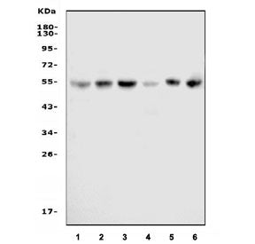 CDK8 Antibody