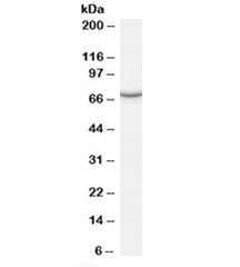 PCK1 Antibody