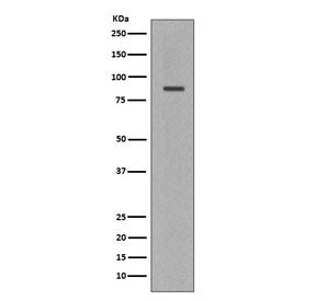 Cleaved PARP1 Antibody
