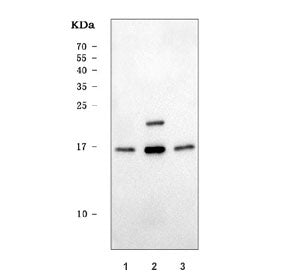 PUMA Antibody (alpha/beta) / BBC3