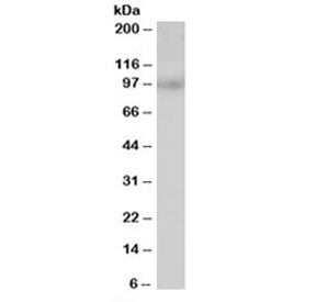 MAP4K1 Antibody