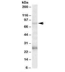 GPRIN3 Antibody