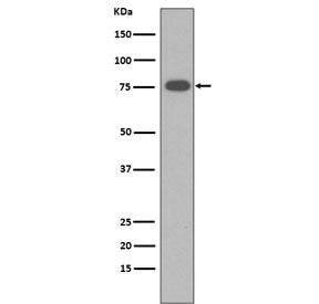 Vitronectin Antibody / VTN