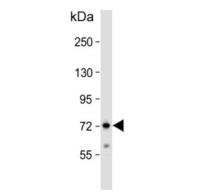 ZFP823 Antibody