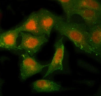 NBR1 Antibody / Neighbor of BRCA1 gene 1 protein