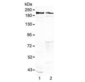 Neurocan Antibody