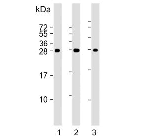PSCA Antibody