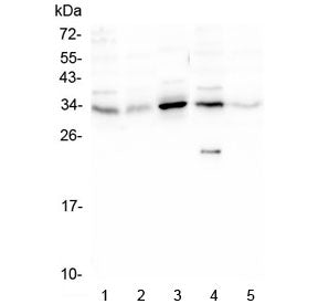 Western blot testing of human 1) PC-3, 2) Caco-2, 3) HEK293, 4) K562 and 5) U-2 OS lysate with PPA1