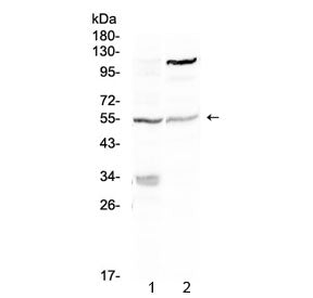 ETS1 Antibody