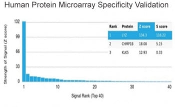 Lysozyme C Antibody / LYZ