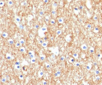 Drebrin 1 Antibody
