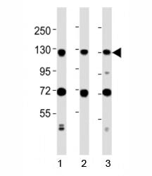 MCM2 Antibody