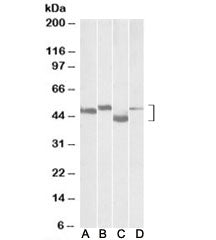 Western blot testing of mouse brain (lane A), rat brain (lane B), mouse thymus (lane C) and rat thym