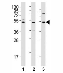 LAG3 Antibody