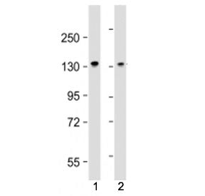 MYPT1 Antibody / Myosin Phosphatase / PPP1R12A