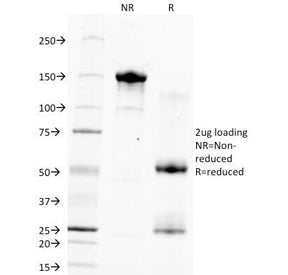 SDS-PAGE Analysis of Purified, BSA-Free Hepatocyte Specific Antigen Antibody (clone HSA133). Confirm