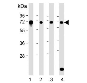 DYRK2 Antibody