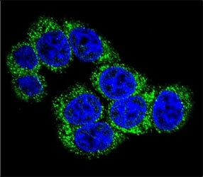 Confocal immunofluorescent analysis of DLL3 antibody with 293 cells followed by Alexa Fluor 488-conj