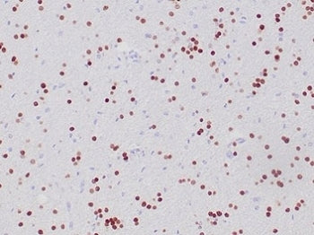 OLIG2 Antibody