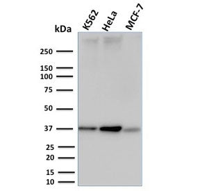 RAD51 Antibody