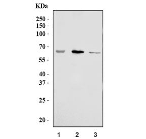 Tyrosinase Antibody