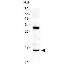 ID2 Antibody (Inhibitor of DNA binding 2)