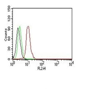 Cyclin D1 Antibody / CCND1
