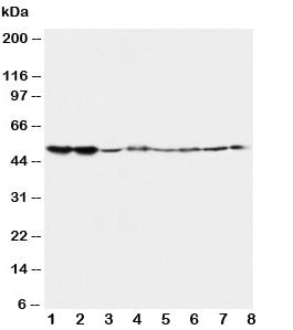 Western blot testing of 5HT2A Receptor antibody and Lane 1: rat brain; 2: rat brain; 3: mouse brain; 4: mouse brain and human samples 5: U87; 6: SMMC-7721; 7: HT1080; 8: COLO320. Predicted/observed molecular weight ~53kDa.