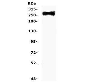 FN1 Antibody / Fibronectin