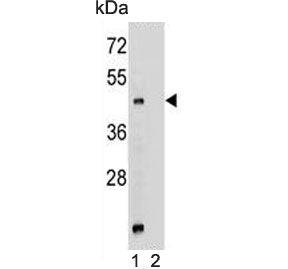 Mboat4 Antibody