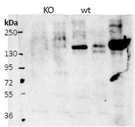 Cntn4 Antibody