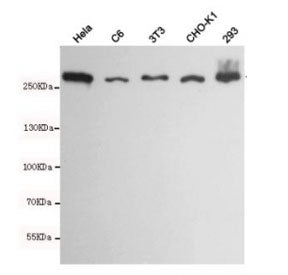 FASN Antibody / Fatty acid synthase